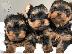 PoulaTo: Πωλούνται κουτάβια Yorkshire Terrier